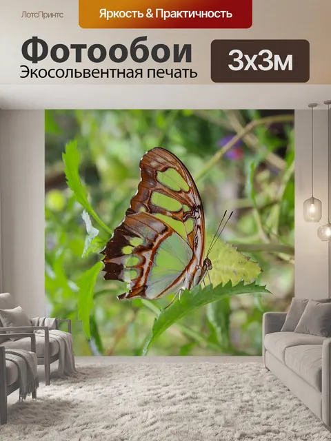Фотообои Бабочка