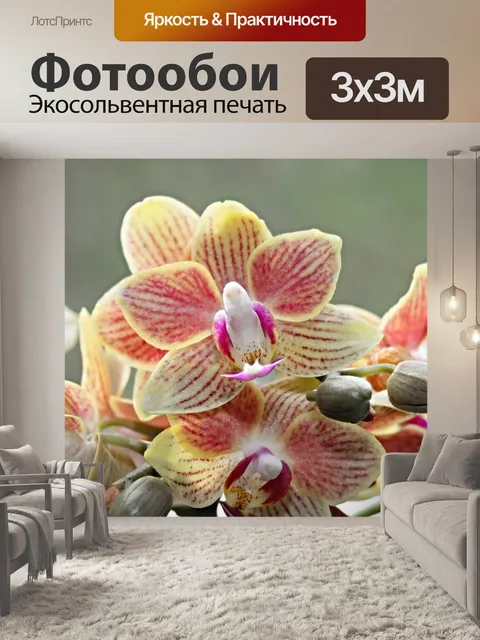Фотообои Орхидея