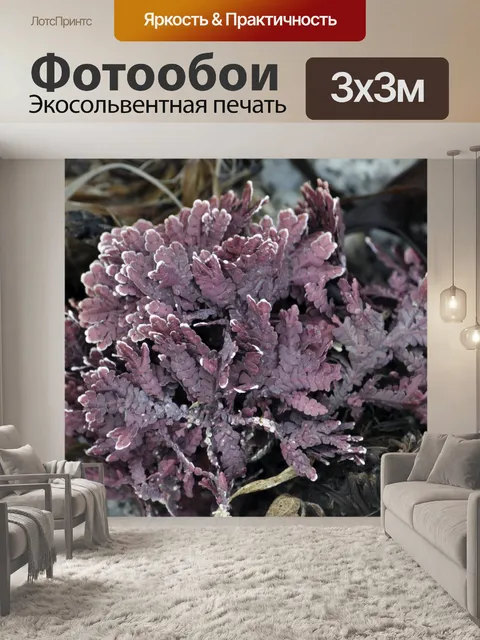 Фотообои Фиолетовый водоросли