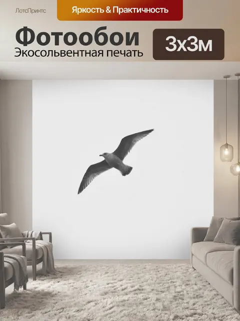 Фотообои Чайка, парящая в воздухе