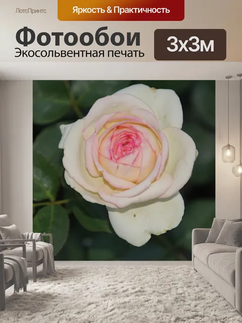 Фотообои Роза
