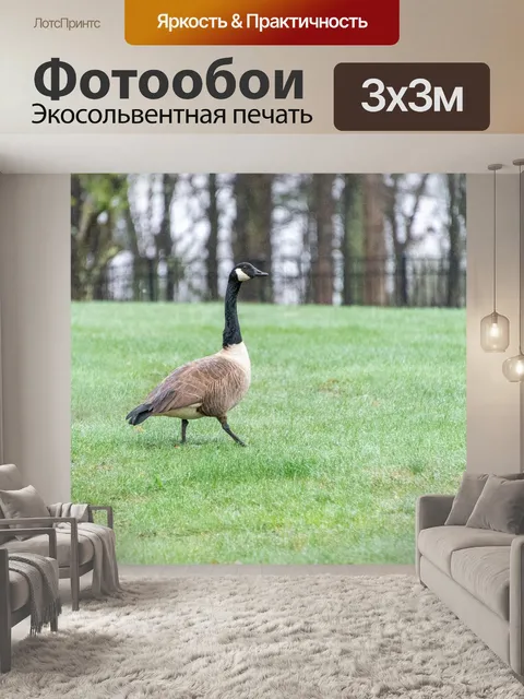 Фотообои Канадский гусь