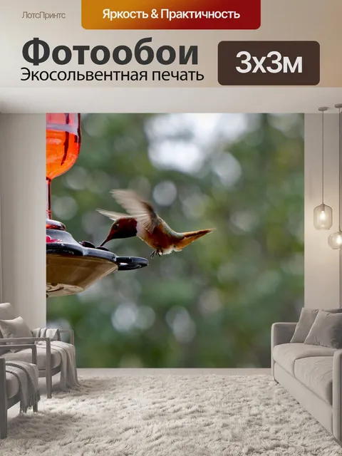 Фотообои Посадка Hummingbird на фидер