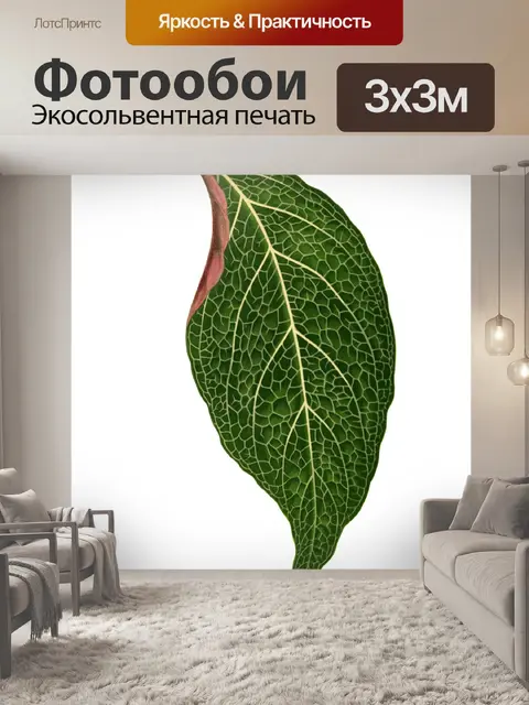 Фотообои Листва лист растение прозрачный
