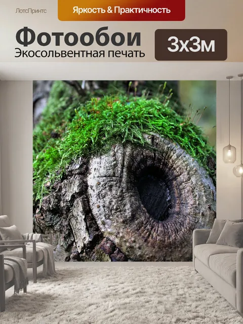 Фотообои Войти лесу