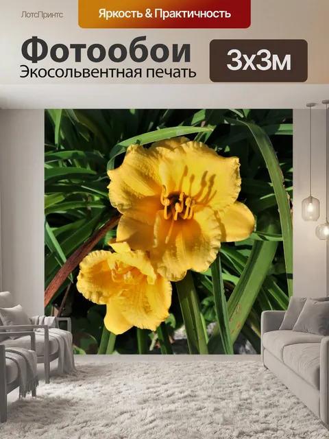 Фотообои Стелла де Оро Цветы крупным планом