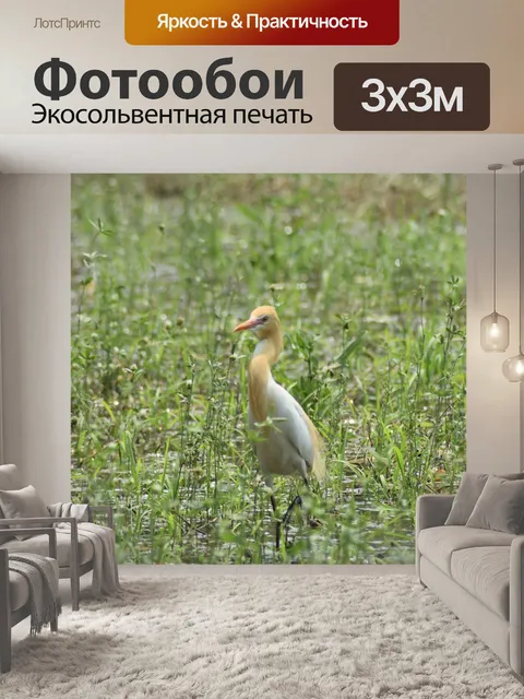 Фотообои Птицы