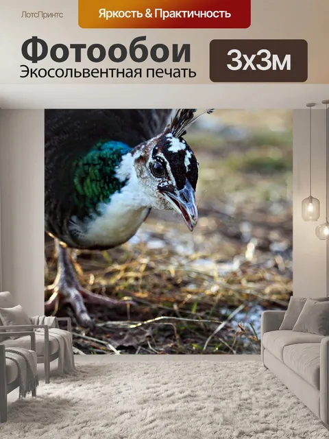 Фотообои Птица