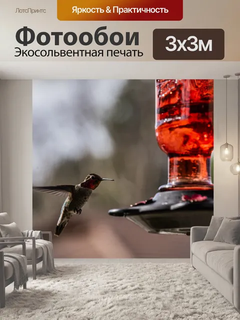 Фотообои Колибри в полете