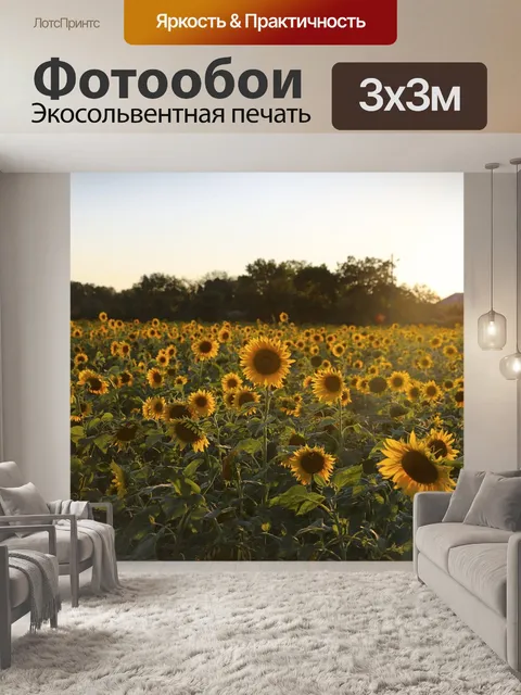 Фотообои Подсолнечник