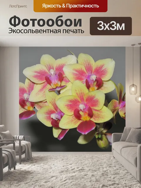 Фотообои Орхидеи