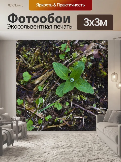 Фотообои Зеленый Травяной покров завод
