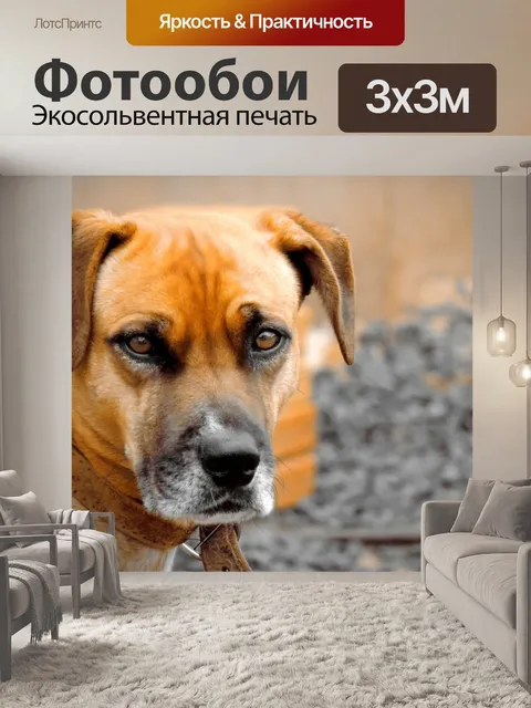 Фотообои Собака