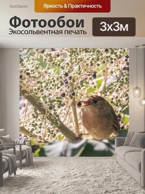 Фотообои Птица