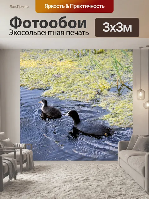 Фотообои Птицы