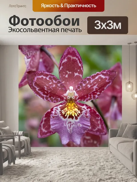 Фотообои Орхидеи