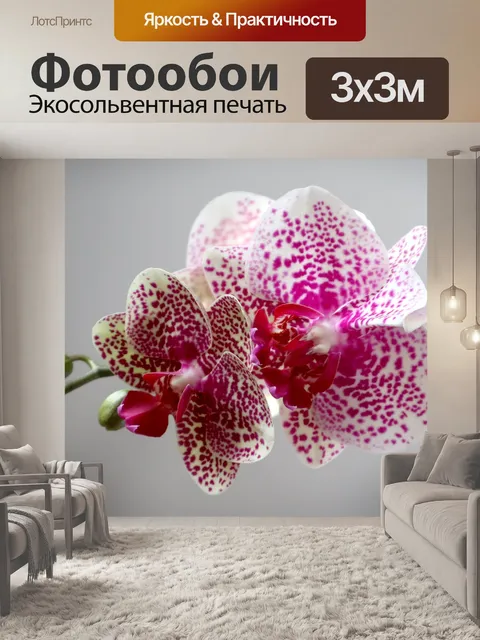 Фотообои Орхидея