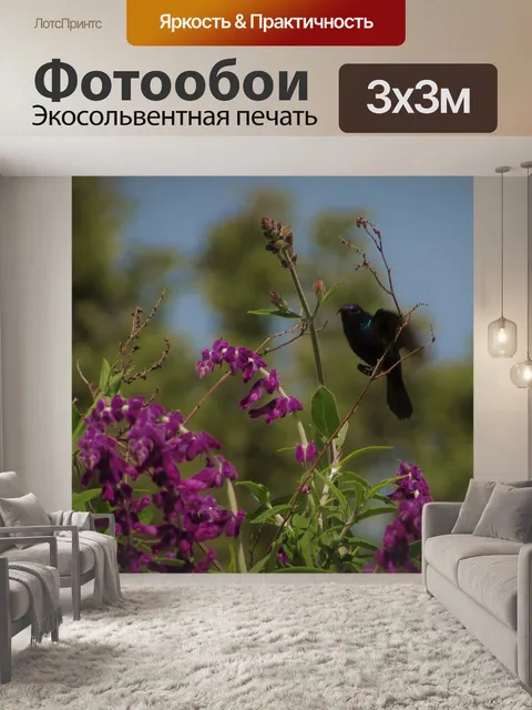 Фотообои Колибри