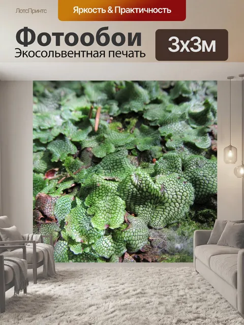 Фотообои Мох