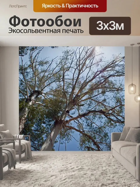 Фотообои Верхушки деревьев эвкалипта
