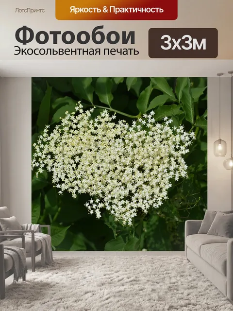 Фотообои Цветы