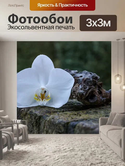 Фотообои Орхидея