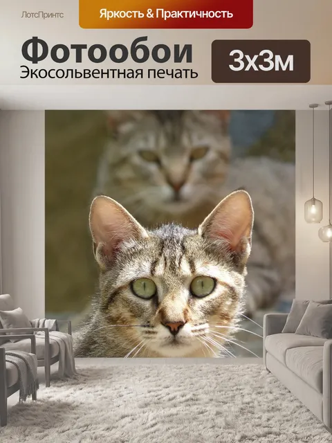 Фотообои Кошки