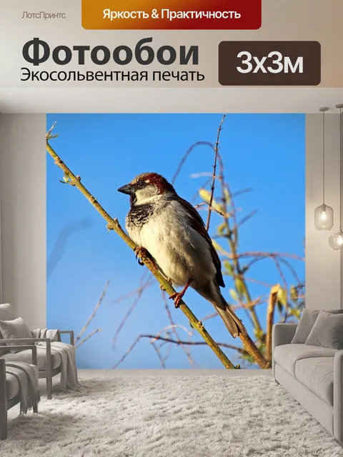 Фотообои Птица