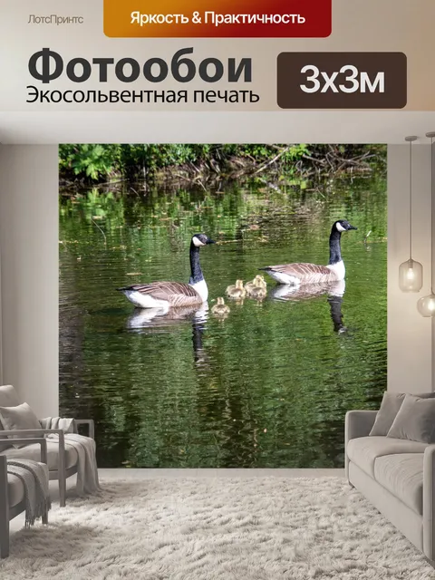Фотообои Канадские гуси, гуси, цыплята