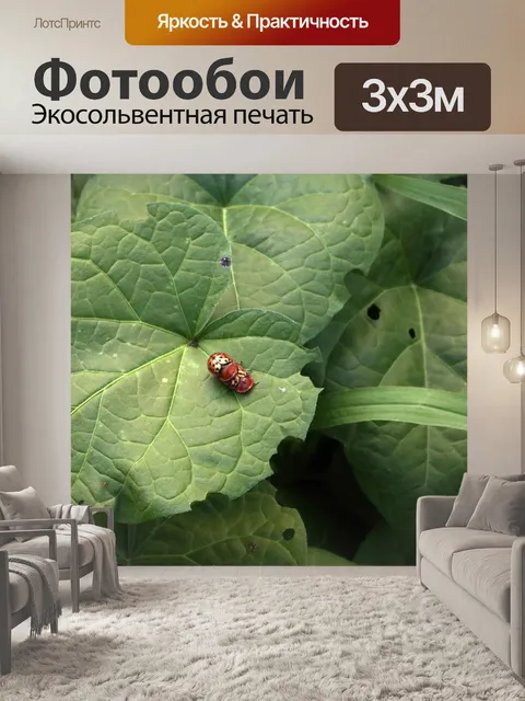 Фотообои блестящие красно-черные пятнистые жуки