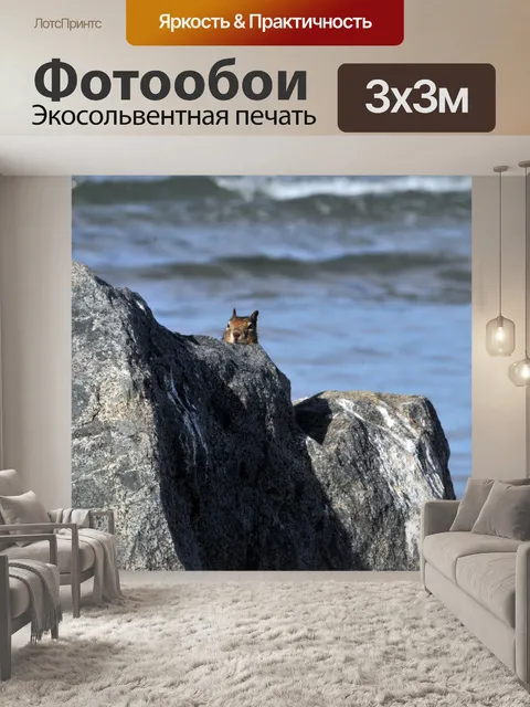 Фотообои Peeking Белка
