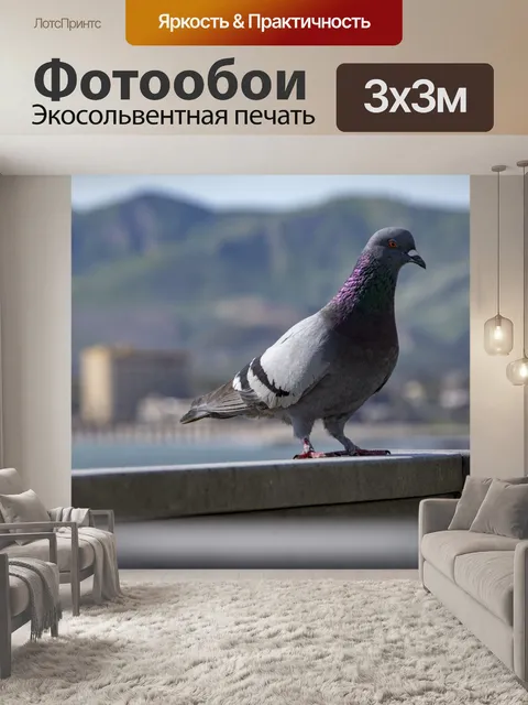 Фотообои голубь