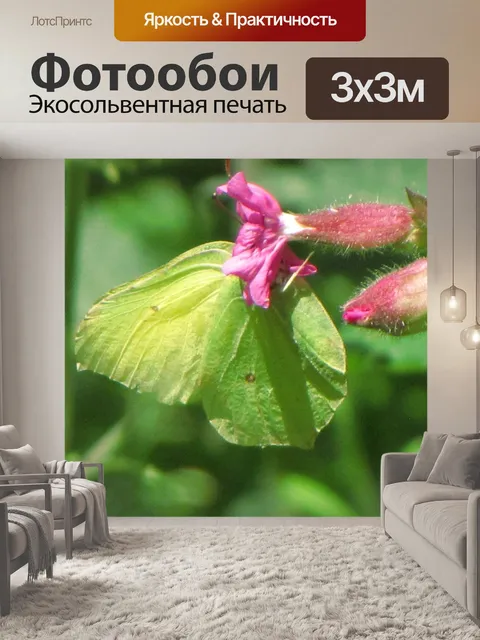 Фотообои Листья бабочки
