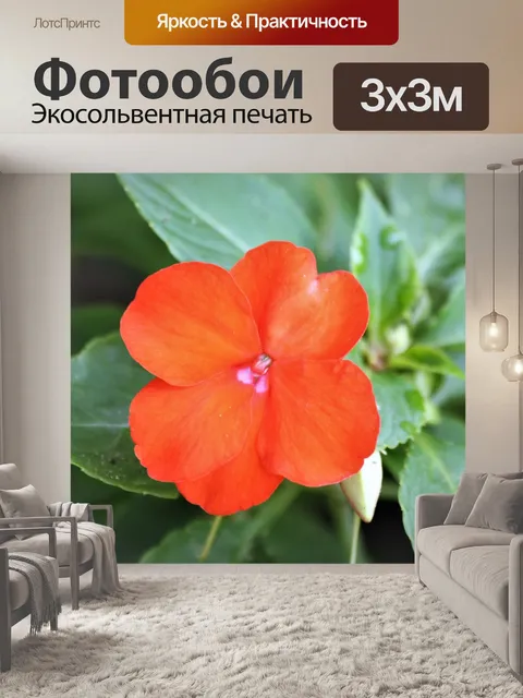 Фотообои Оранжевый цвет Impatiens Bloom крупным п