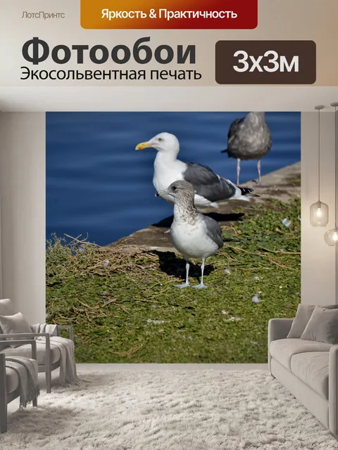 Фотообои Голубая нога Чайка