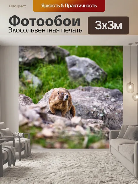Фотообои Сурок на Боулдере