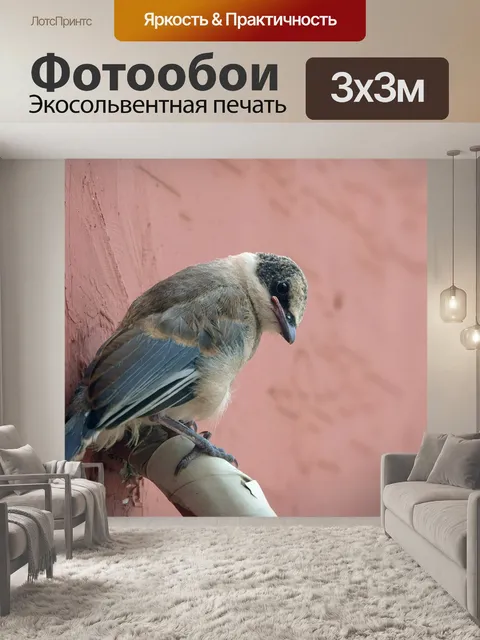 Фотообои Сорока