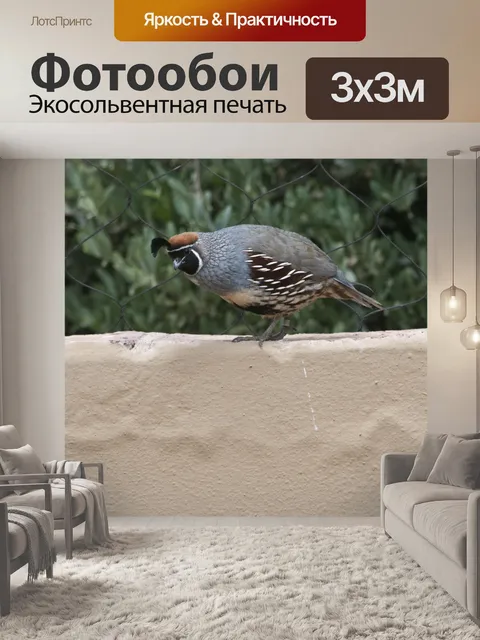 Фотообои Перепела Птица