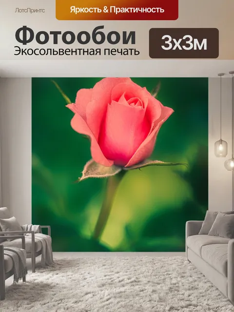 Фотообои Роза