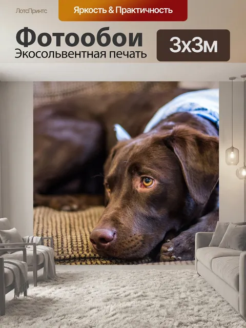 Фотообои Собака