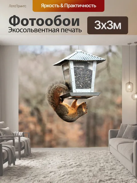 Фотообои Белка, висящая под фидером