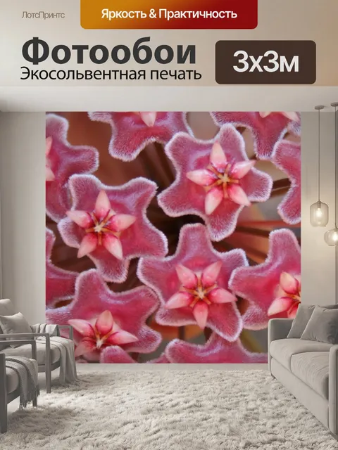 Фотообои Хойя waxvine цветок