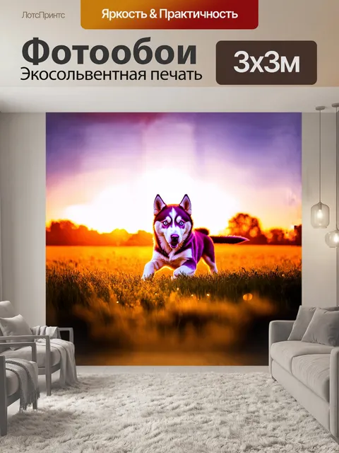 Фотообои на закатном луге, окрашенном оранжевыми и пурпурными бликами, хаски играется с золотыми лучами солнца, его…