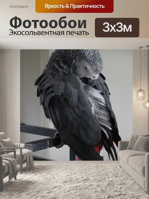 Фотообои Африканский серый попугай