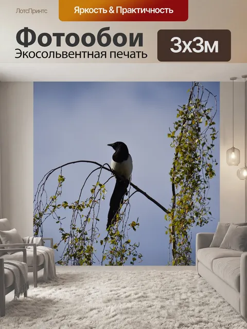 Фотообои Сорока
