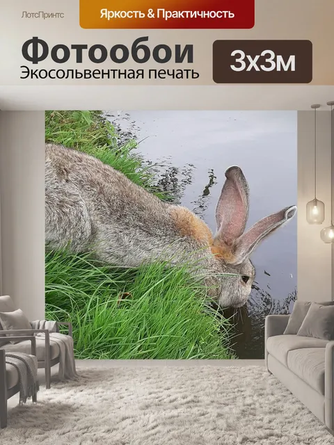 Фотообои Кролик