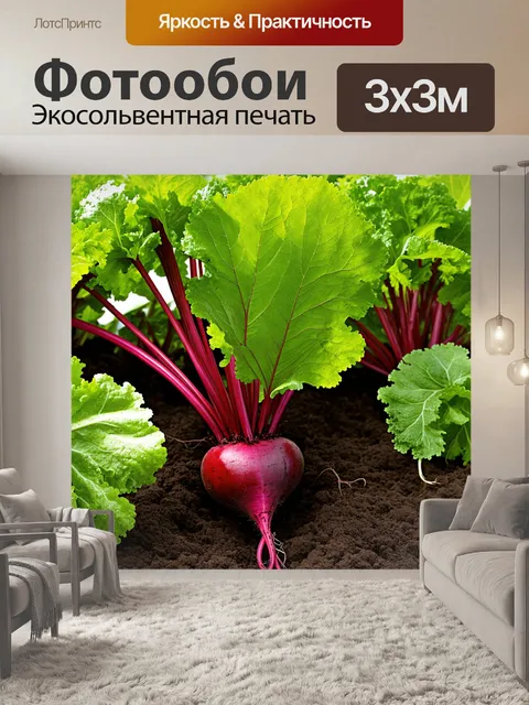 Фотообои изображение посадки свеклы в огороде с массой зелени вокруг