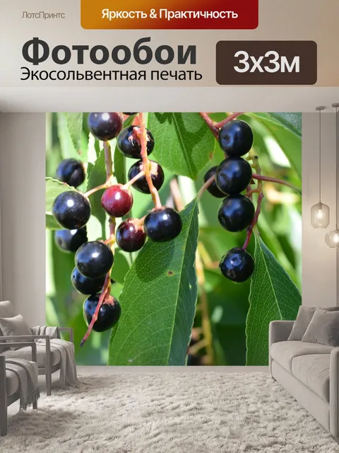Фотообои Лесные фрукты