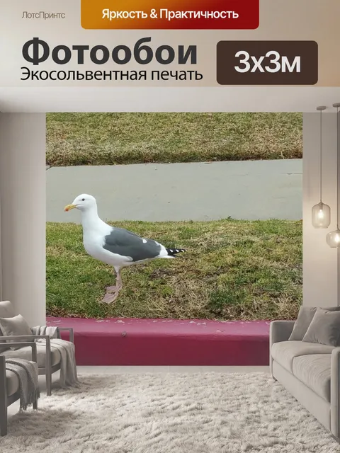 Фотообои Городской Чайка