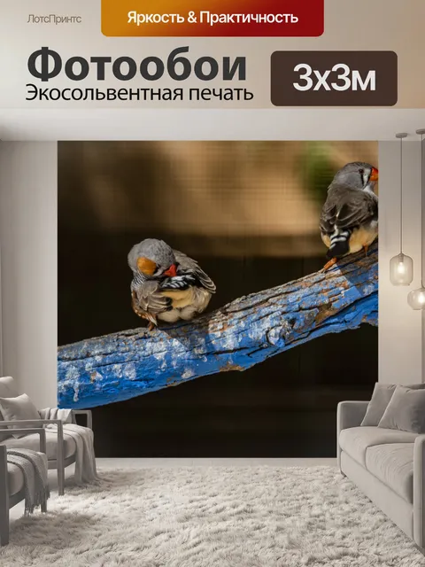 Фотообои Два лорикета